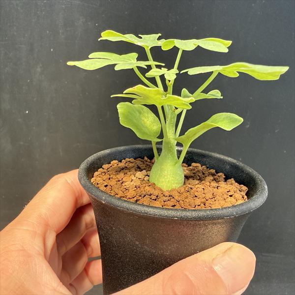 ☆特価☆多肉植物：アデニア グラウカ*S 塊幅1.5cm ☆養庄園実生