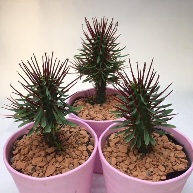 多肉植物：ユーフォルビア 紅彩ロリカ*幅5cm : 遊恵盆栽 Yahoo!店