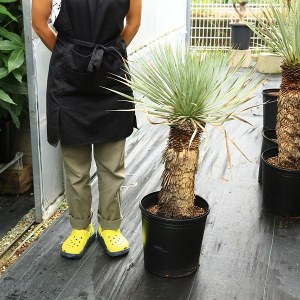 ユッカロストラータ　150cm 多肉植物：ユッカ・ロストラータ*幹幅15cm 現品 一品限り : 遊恵盆栽