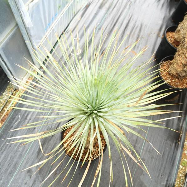 ユッカ ロストラータ幹太　多肉植物 幹立】ユッカ・ロストラータ 9号 国内栽培の通販 | GreenSnap