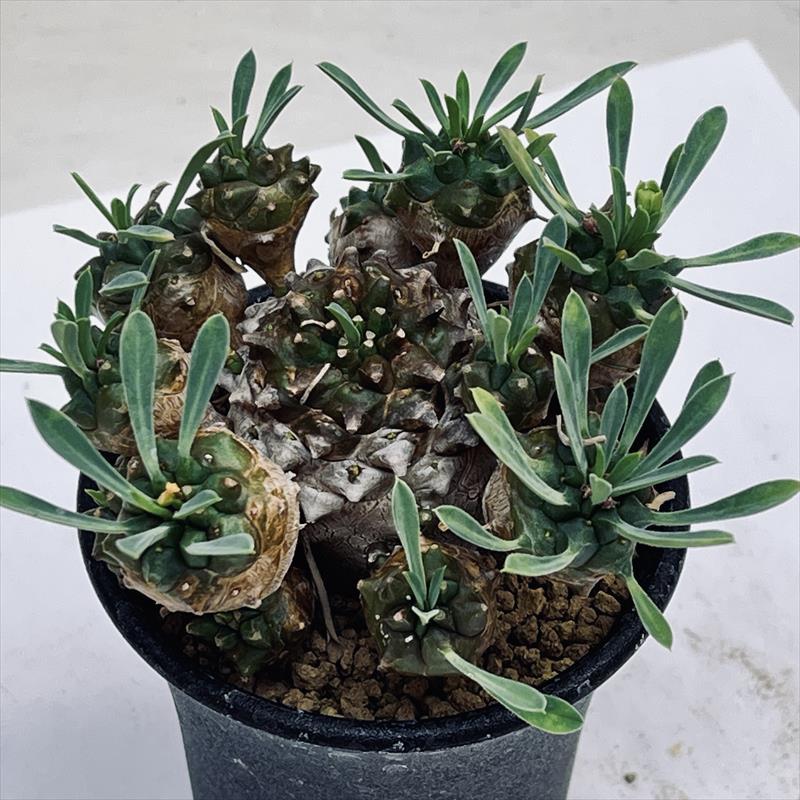 多肉植物:ユーフォルビア 峨眉山(がびざん)*M 幅8cm : 遊恵 多肉植物:ユーフォルビア 峨眉山(がびざん)*M 幅8cm : 遊恵