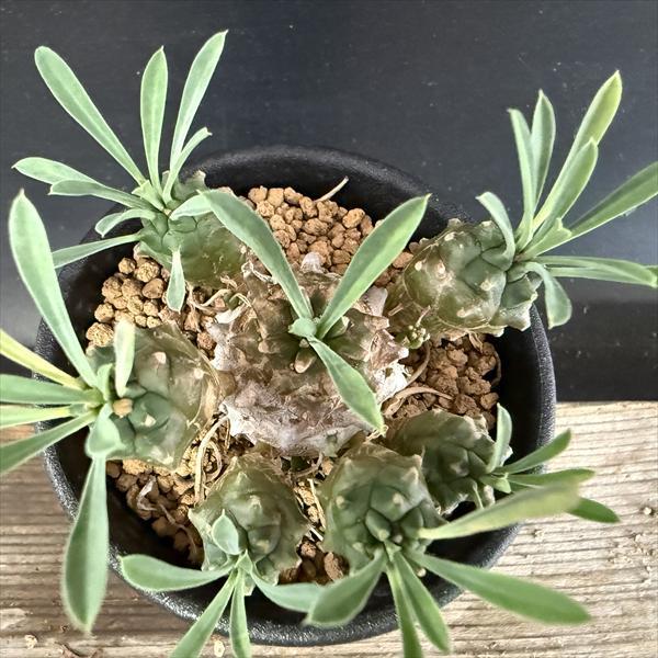 多肉植物：ユーフォルビア 峨眉山（がびざん）*L 幅6cm : 遊恵盆栽