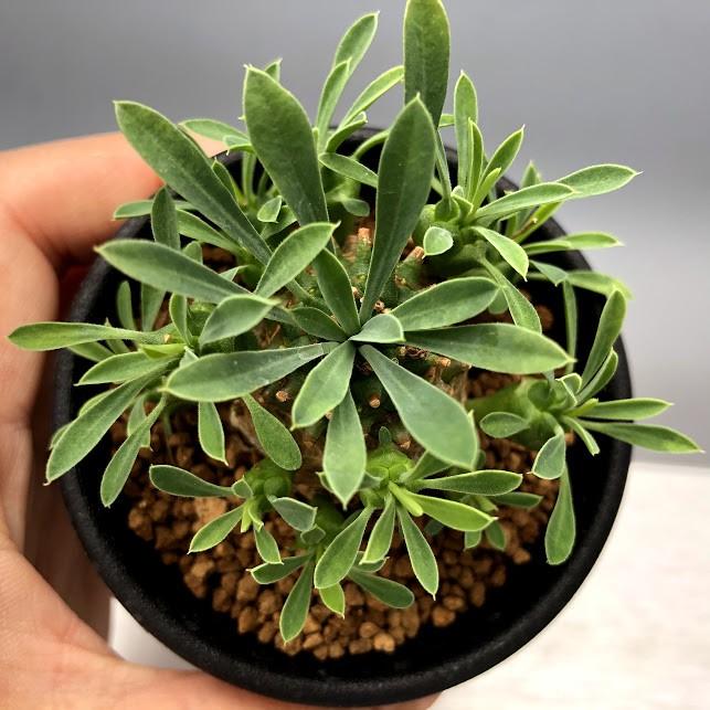 多肉植物 ユーフォルビア 峨眉山 がびざん M 幅7ｃｍ S3522 遊恵盆栽 Yahoo 店 通販 Yahoo ショッピング