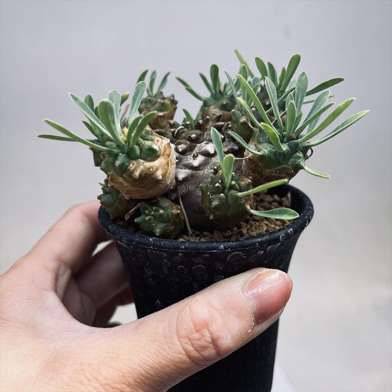 多肉植物:ユーフォルビア 峨眉山(がびざん)*M 幅8cm : 遊恵 多肉植物:ユーフォルビア 峨眉山(がびざん)*M 幅8cm : 遊恵