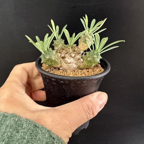 多肉植物：ユーフォルビア 峨眉山（がびざん）*L 幅6cm : 遊恵盆栽
