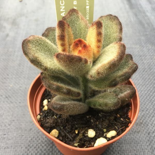 多肉植物 カランコエ テディベア 葉幅6ｃｍ S3529 遊恵盆栽 Yahoo 店 通販 Yahoo ショッピング