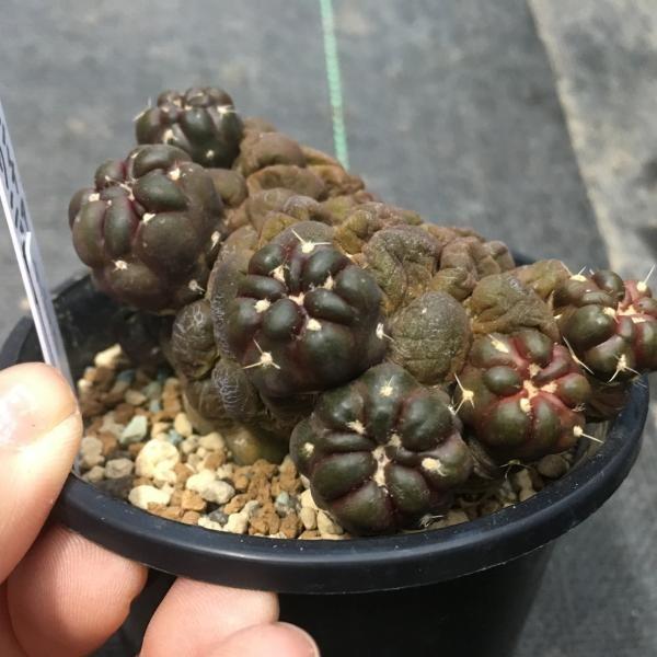 サボテン シンチア クニゼイ 恵毛丸 7 5cm 現品 一品限り S3564 遊恵盆栽 Yahoo 店 通販 Yahoo ショッピング