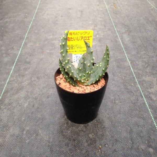 多肉植物 アロエ 鬼たいじ 鬼切丸 あろえ 鬼退治 おにたいじ S3664 遊恵盆栽 Yahoo 店 通販 Yahoo ショッピング