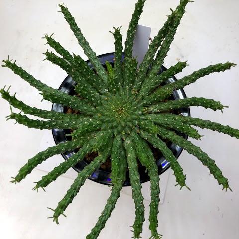 多肉植物：ユーフォルビア フラナガニー 孔雀丸*幅15cm : 遊恵