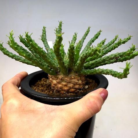 多肉植物：ユーフォルビア フラナガニー 孔雀丸*幅15cm : 遊恵盆栽