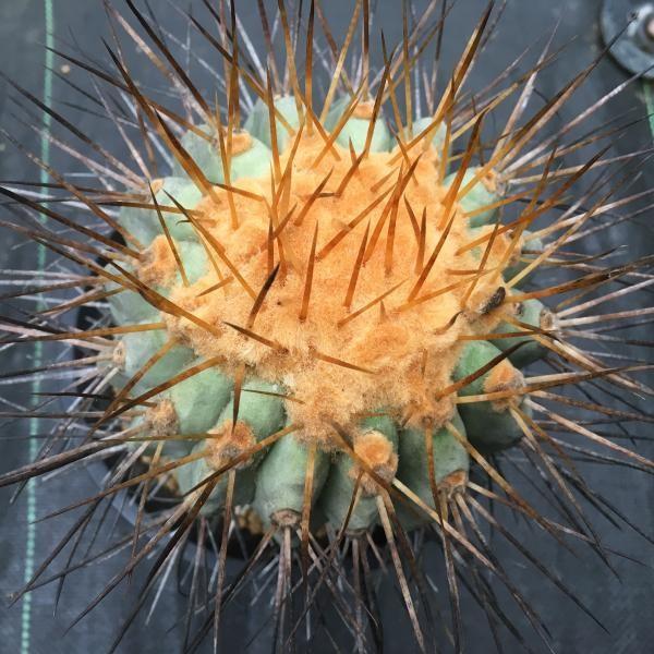 サボテン：コピアポア ギガンティア*9cm 現品 一品限り : 遊恵盆栽