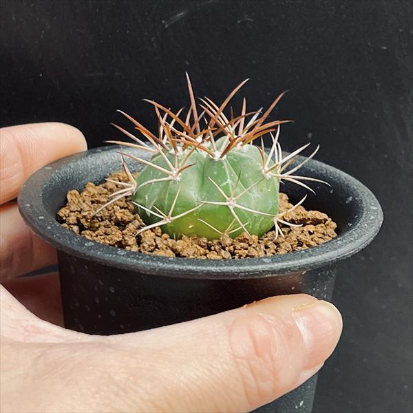 サボテン：メロカクタス サルバドレンシス*幅3cm ☆赤松実生 : 遊恵