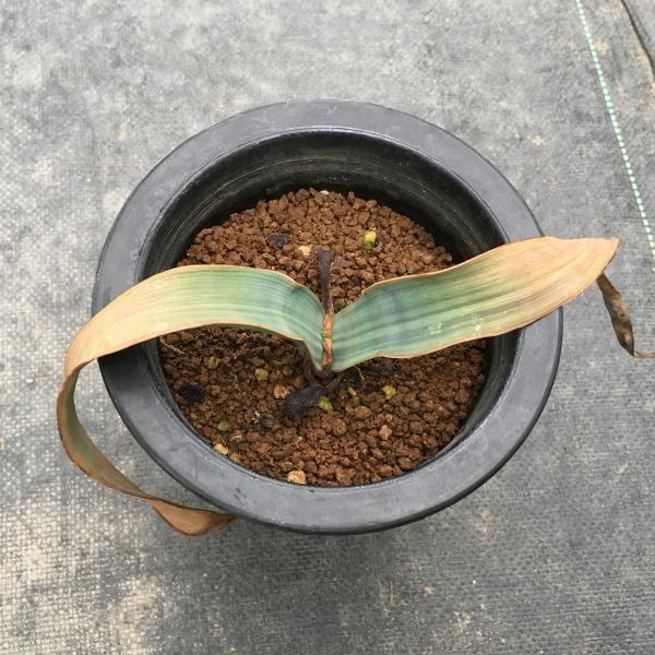 多肉植物:ウェルウィッチア・ミラビリス 奇想天外*20cm 現品 多肉植物:ウェルウィッチア・ミラビリス 奇想天外*20cm 現品