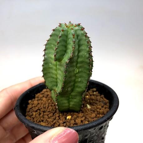 多肉植物 ユーフォルビア アノプリア 幅3ｃｍ S3714 遊恵盆栽 Yahoo 店 通販 Yahoo ショッピング