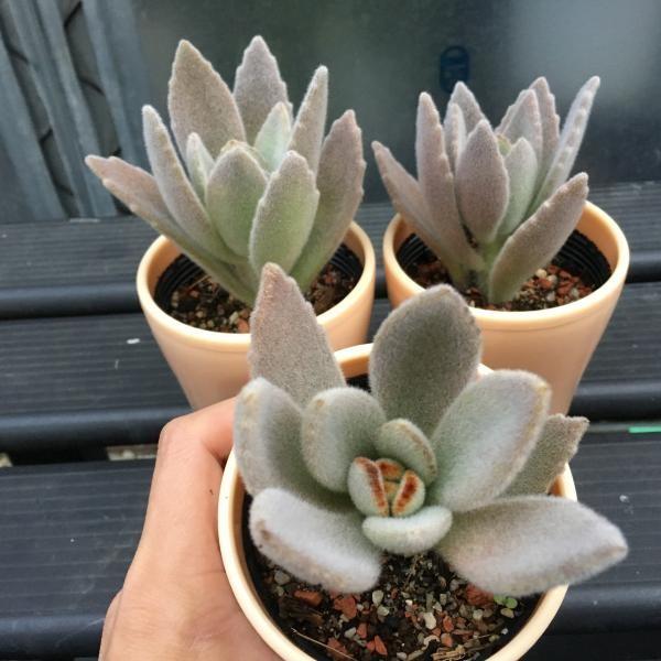 多肉植物 カランコエ　ホワイトラビット　カット苗 多肉植物：カランコエ 白うさぎ*葉幅7cm : 遊恵盆栽 Yahoo!店 - 通販
