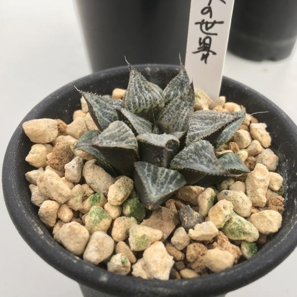 多肉植物 ハオルチア 氷鳳鸞 親株 9.5cm鉢 最高の氷凍透明感 多肉植物：ハオルチア 氷の世界*4.5cm 現品 一品限り : 遊恵盆栽