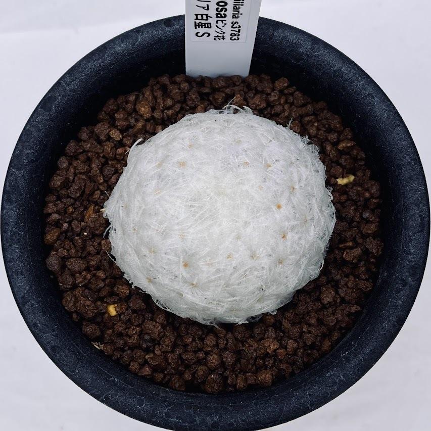 サボテン：マミラリア 白星 ピンク花*S 幅5cm : 遊恵盆栽 Yahoo!店