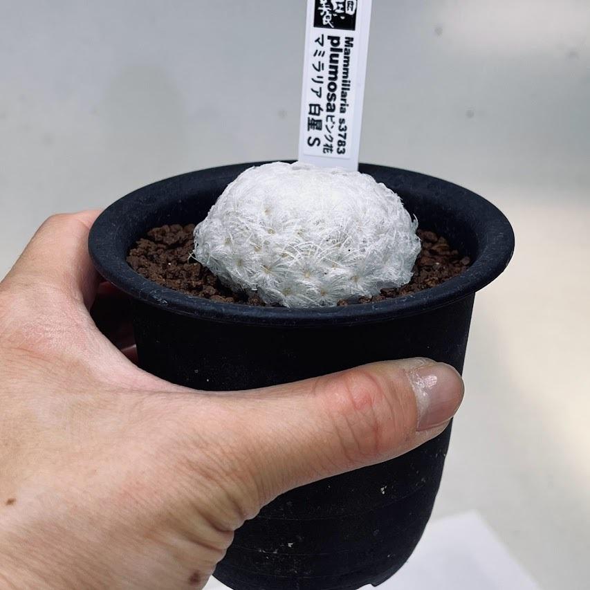 サボテン：マミラリア 白星 ピンク花*S 幅5cm : 遊恵盆栽 Yahoo!店