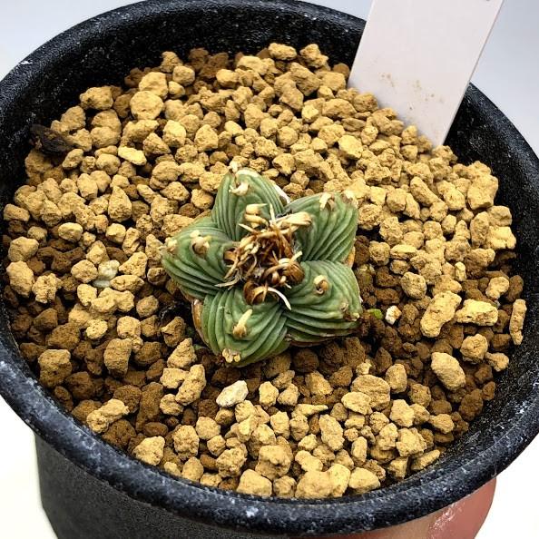 サボテン：紅籠（べにかご）*幅2.3cm 現品 一品限り : 遊恵盆栽 Yahoo