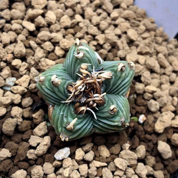 サボテン：紅籠（べにかご）*幅2.3cm 現品 一品限り : 遊恵盆栽 Yahoo