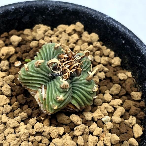 サボテン：紅籠（べにかご）*幅2.3cm 現品 一品限り : 遊恵盆栽 Yahoo