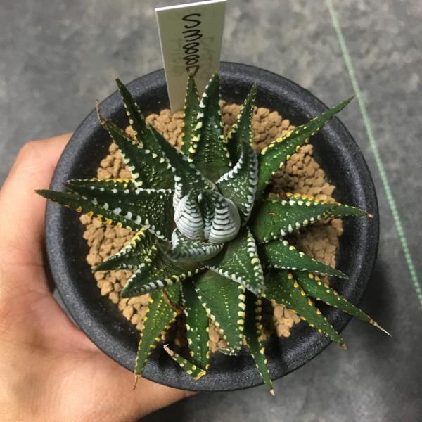 多肉植物：ハオルチア 十二の巻 ワイドバンド*8cm 現品 一品限り