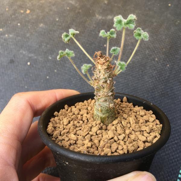 多肉植物：ペラルゴニウム コルツシフォリウム*幹幅1.5cm : 遊恵盆栽