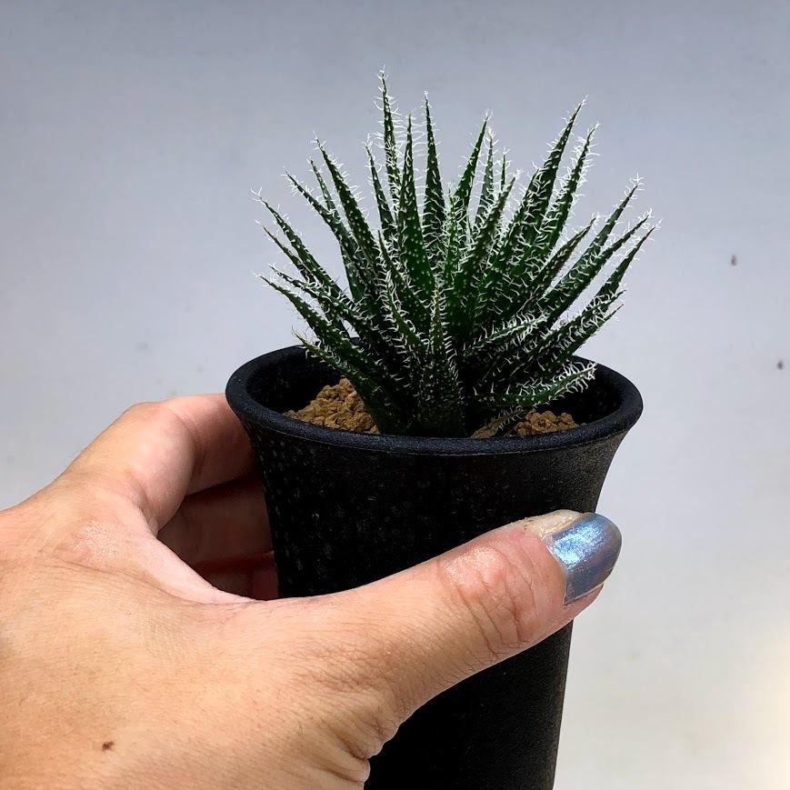 多肉植物：アロエ ハオルチオイデス*S 幅6cm : 遊恵盆栽 Yahoo!店