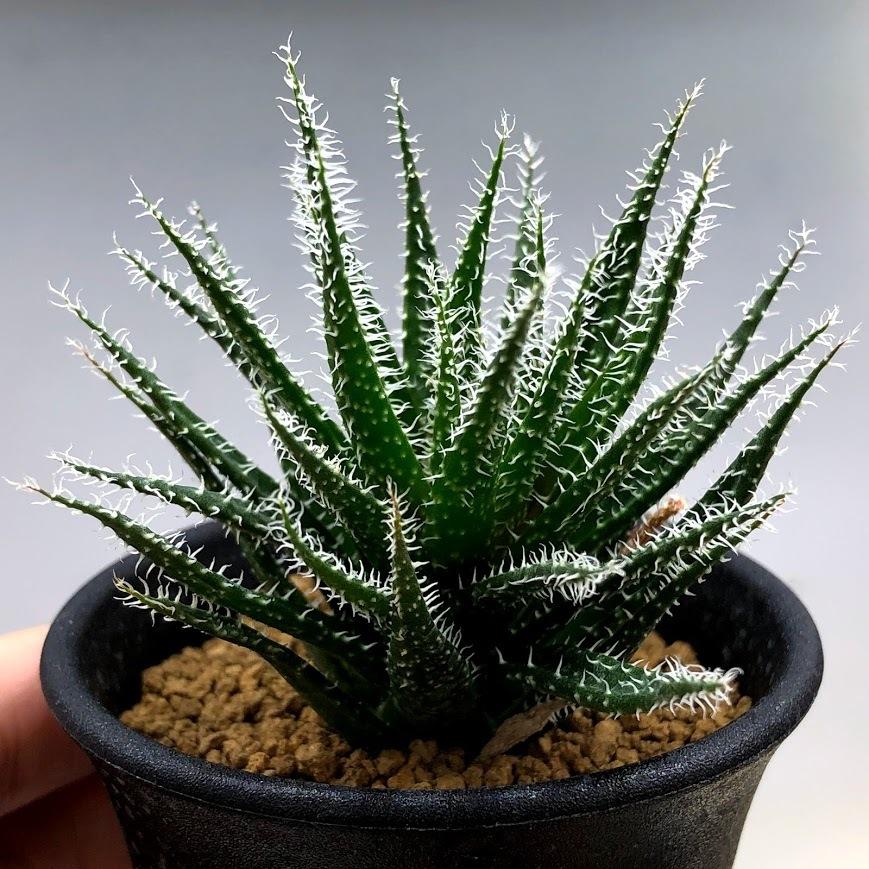 多肉植物：アロエ ハオルチオイデス*S 幅6cm : 遊恵盆栽 Yahoo!店