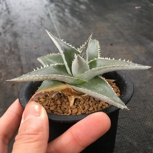 多肉植物　ディッキア　30株ちょっとセット ディッキアの育て方｜植物図鑑｜HanaPrime（ハナプライム）