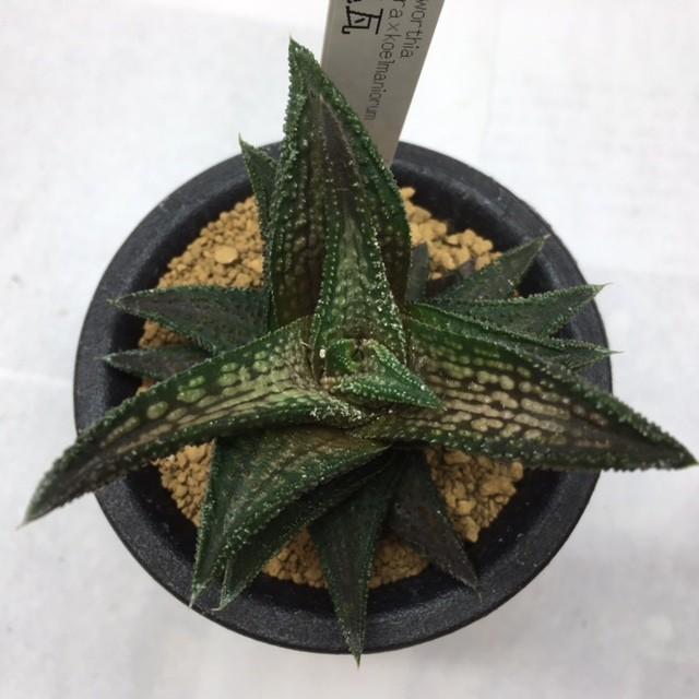 7h 多肉植物　ハオルチア　鬼瓦錦　自家繁殖　鉢植え発送 多肉植物：ハオルチア 鬼瓦*7cm : 遊恵盆栽 Yahoo!店 - 通販 - Yahoo
