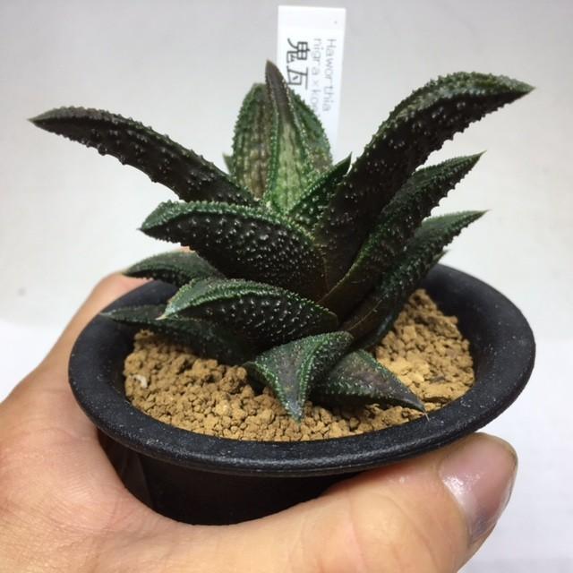 多肉植物：ハオルチア 鬼瓦*7cm : 遊恵盆栽 Yahoo!店 - 通販 - Yahoo