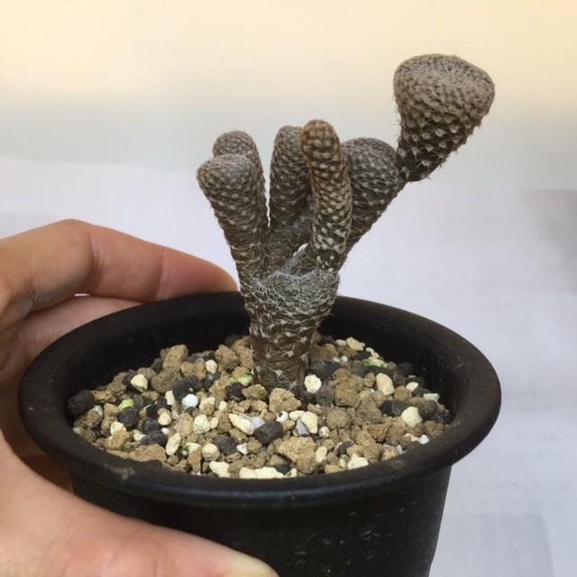サボテン：アウストロキリンドロプンティア・クラバリオイデス 白鶏冠