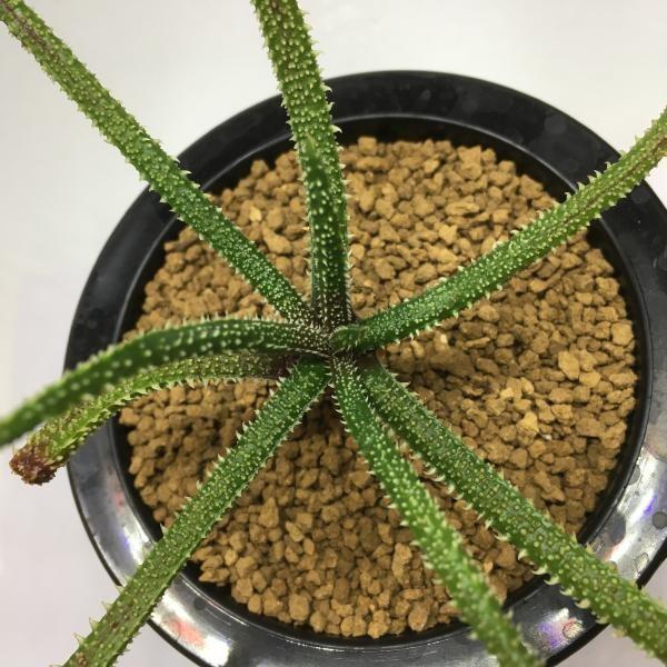 多肉植物：アロエ デリカリフォリア*幅23cm 現品 一品限り : 遊恵盆栽