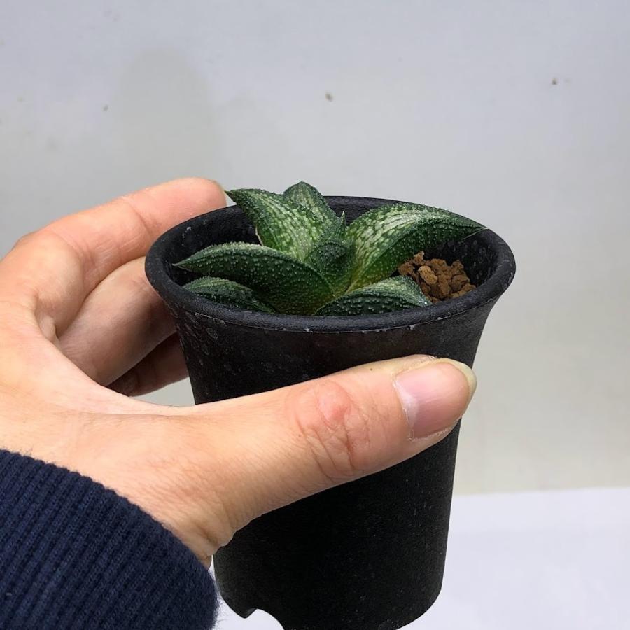 多肉植物：ハオルチア 錦帯橋*S 幅6cm : 遊恵盆栽 Yahoo!店 - 通販