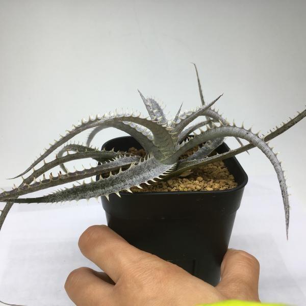 多肉植物：ディッキアhyb.*19cm 現品！一品限り : 遊恵盆栽 Yahoo!店