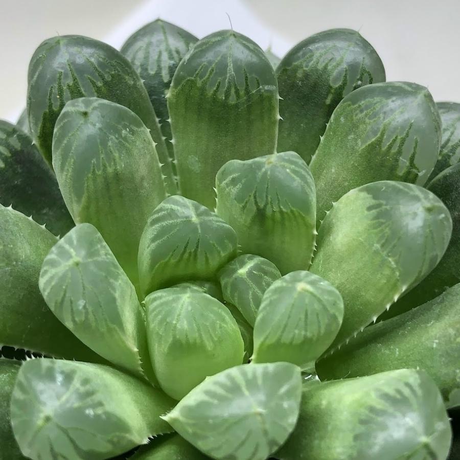 多肉植物：ハオルチア オブツーサ キャッツアイ*L 幅10cm : 遊恵盆栽