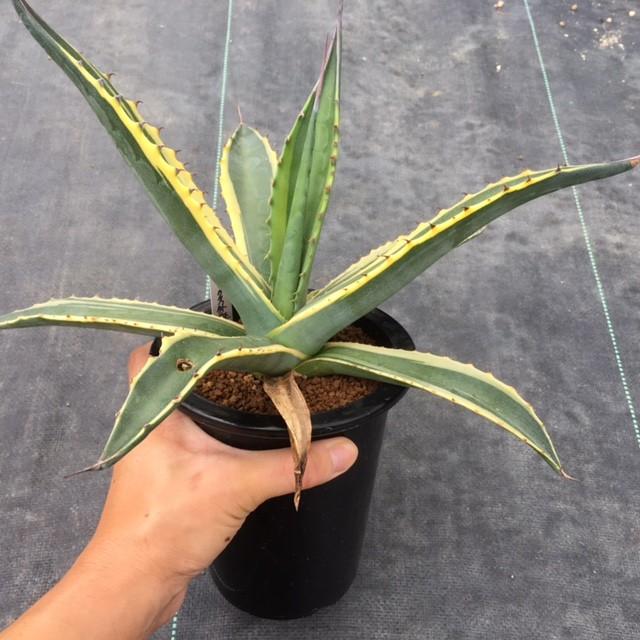 多肉植物：アガベ フェロックス錦*24cm 現品 一品限り : 遊恵