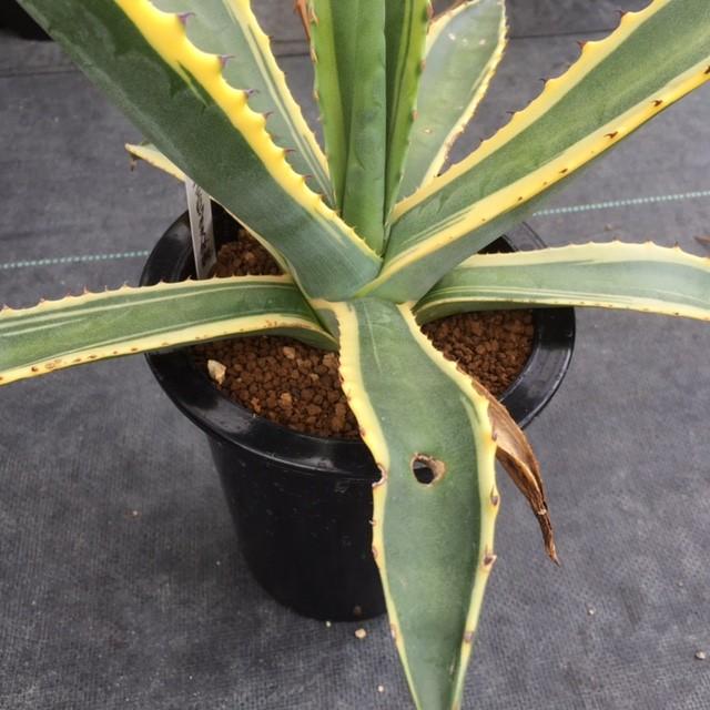 専用　アガベ フェロックス錦 アガベ・フェロックス錦 | ドライガーデン&金魚