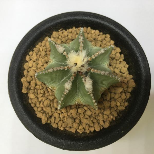 サボテン：アズテキウム ヒントニー 実生*4.3cm 現品 一品限り : 遊恵