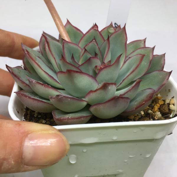 多肉植物：エケベリア ムーンガドニス*7.5cm : 遊恵盆栽 Yahoo!店