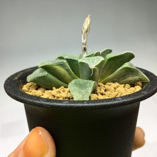 多肉植物：ハオルチア アスペルラ錦*幅6cm 現品 一品限り : 遊恵盆栽