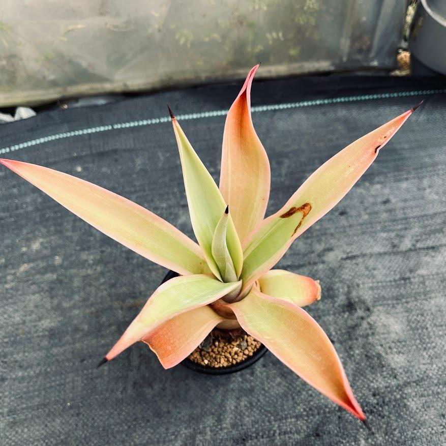 アガベ デスメティアナ ゴールドマージン ○鉢植え○ベネズエラ○