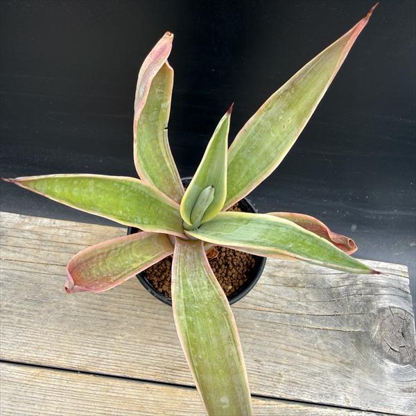 多肉植物：アガベ デスメティアナ ベネズエラ錦 S*葉幅13cm ※葉に傷