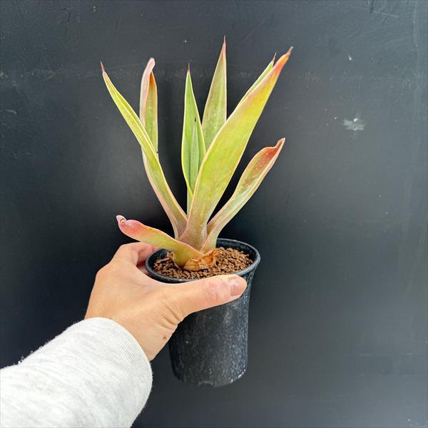 多肉植物：アガベ デスメティアナ ベネズエラ錦 S*葉幅13cm ※葉に傷