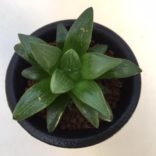 多肉植物 ハオルチアhyb 幅7 5ｃｍ S4443 遊恵盆栽 Yahoo 店 通販 Yahoo ショッピング