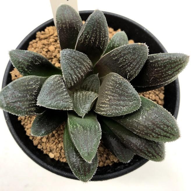多肉植物 ハオルチア トランシエンス M 幅7ｃｍ
