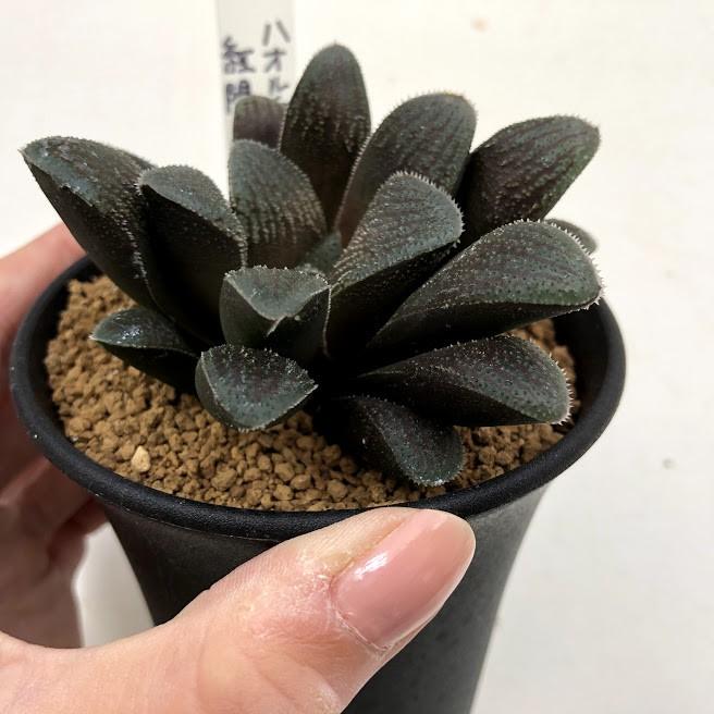 多肉植物：ハオルチア 紅陽*幅8cm : 遊恵盆栽 Yahoo!店 - 通販