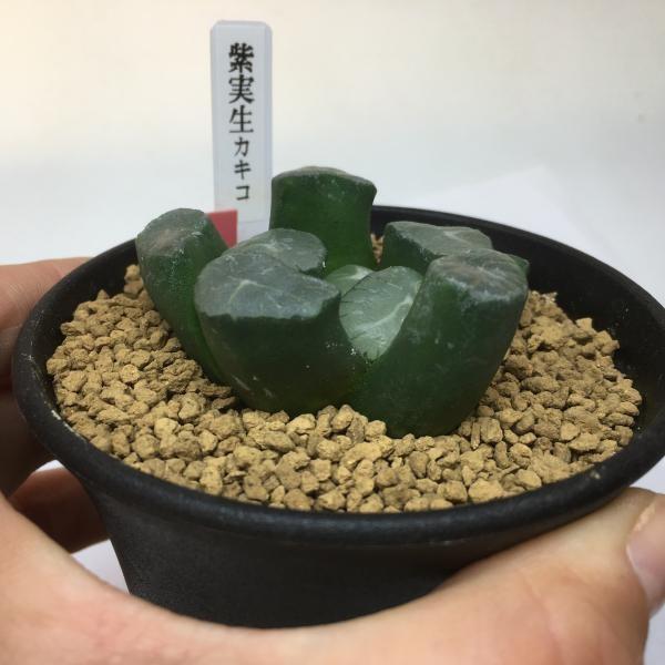 多肉植物：ハオルチア 紫万象の実生カキコ*5.5cm 現品 一品限り