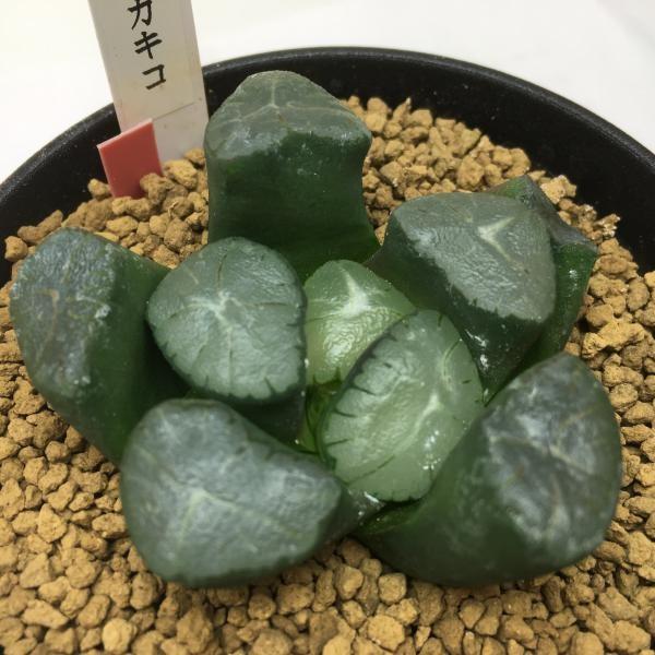 多肉植物：ハオルチア 紫万象の実生カキコ*5.5cm 現品 一品限り